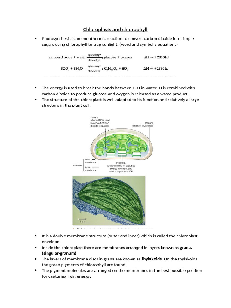 Chloroplast Structure and Photosynthesis | PDF | Chloroplast ...