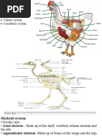 Duck Skeletal Structure Overview | PDF | Vertebra | Pelvis