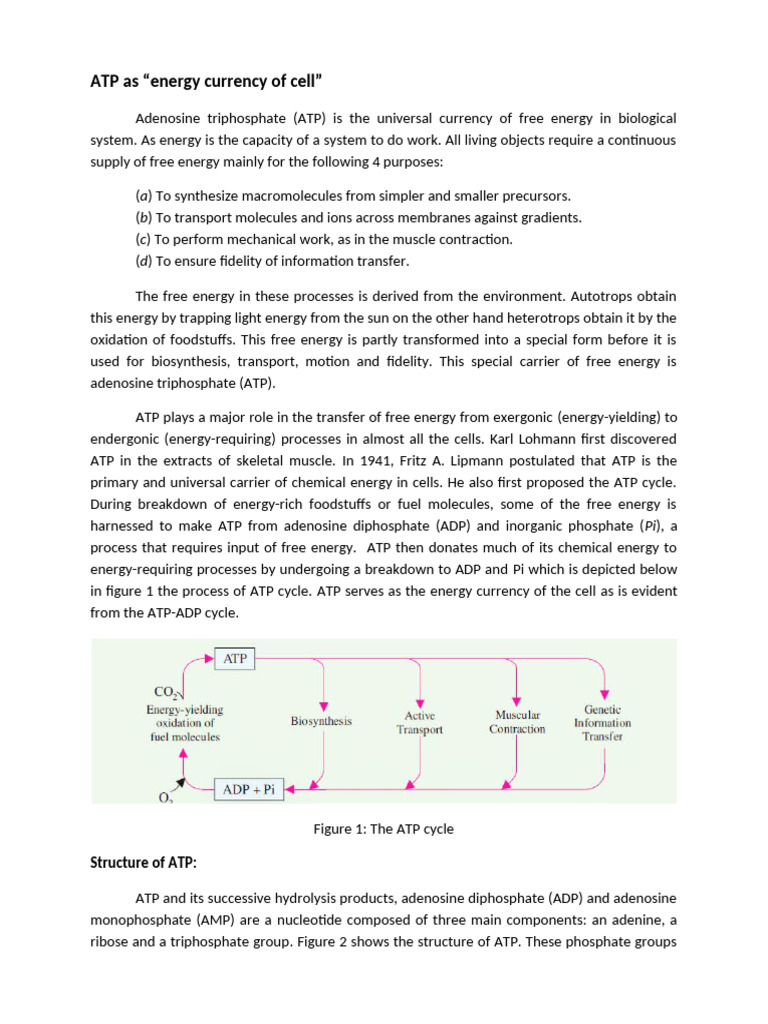 ATP: The Cell's Energy Currency Explained | PDF | Adenosine ...
