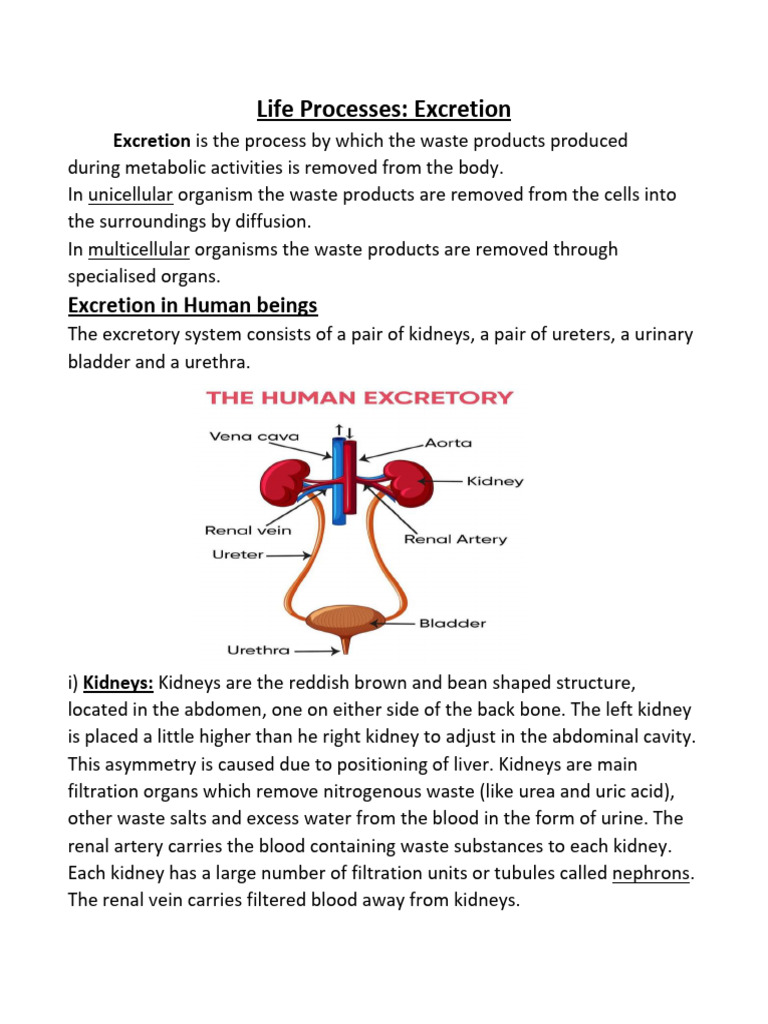 Human Excretory System Explained | PDF | Kidney | Genitourinary System