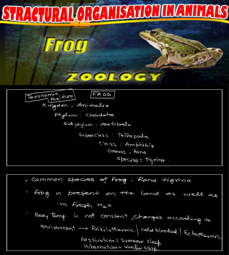 T-4 Structural Organisation in Animal (Frog) 09.12.2025 | PDF