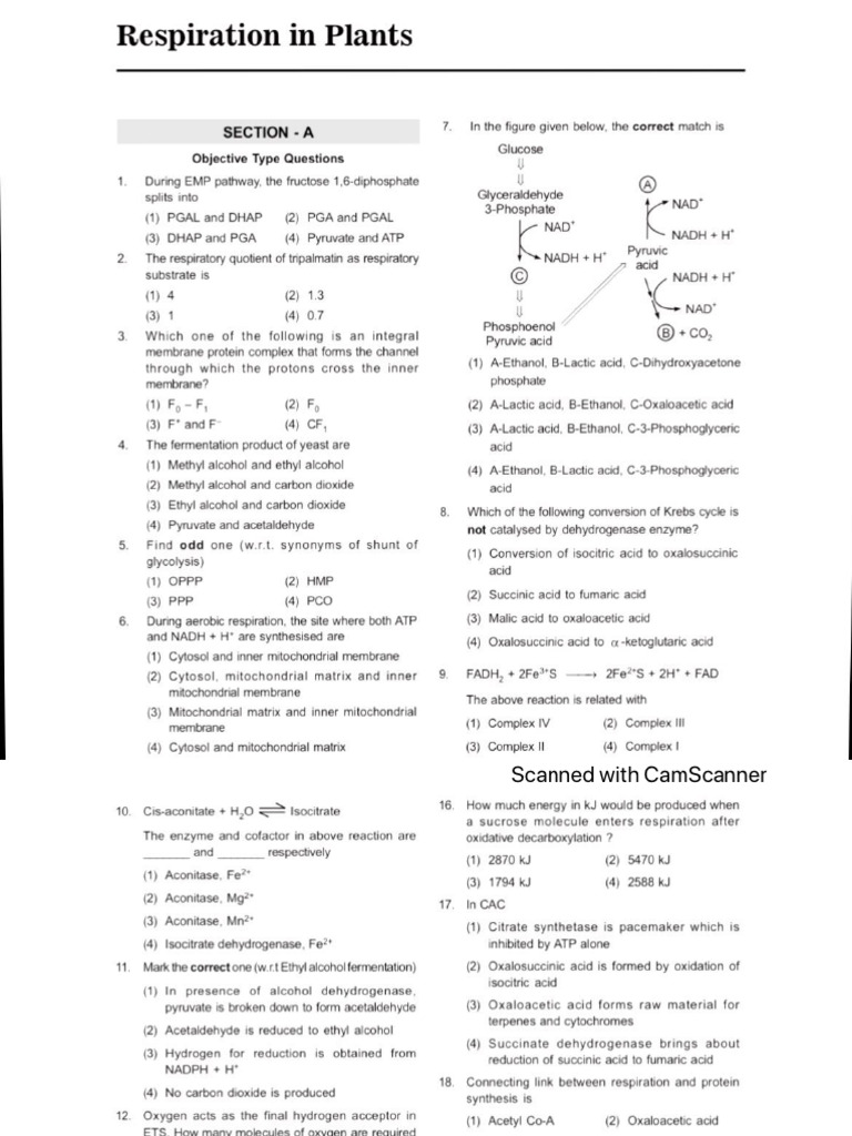 Respiration in Plants | PDF