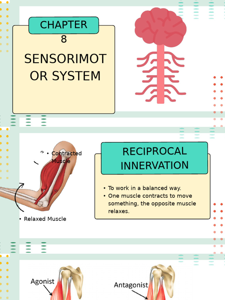 Understanding Sensorimotor Reflexes | PDF | Motor Neuron | Cerebellum