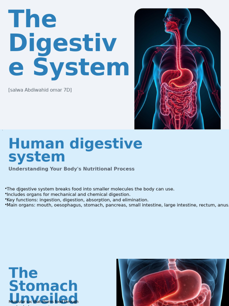 Overview of the Human Digestive System | PDF | Digestion | Small Intestine