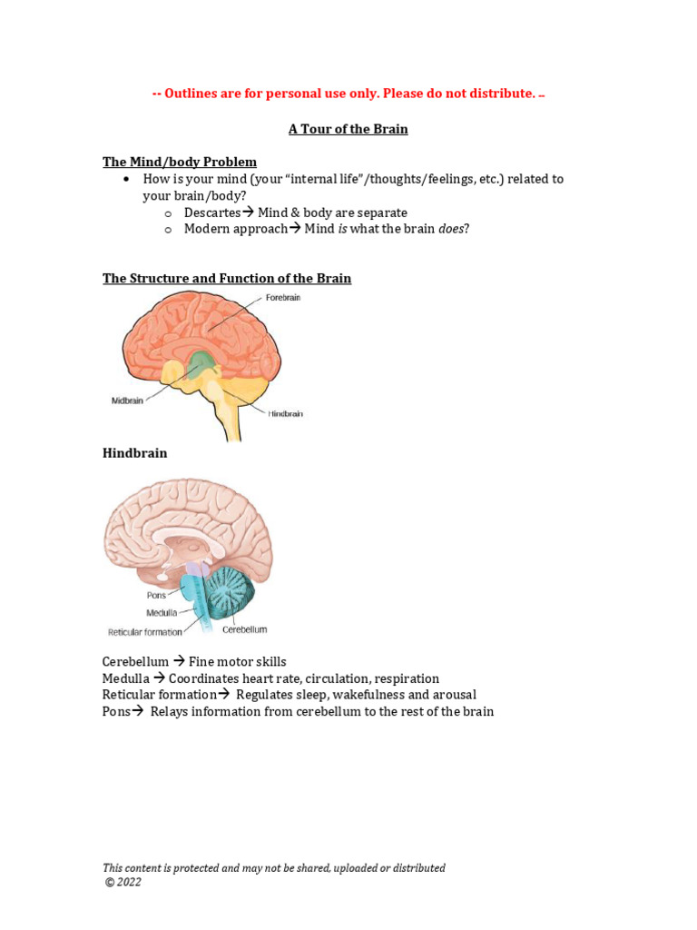Brain Structure and Function Overview | PDF | Action Potential | Synapse