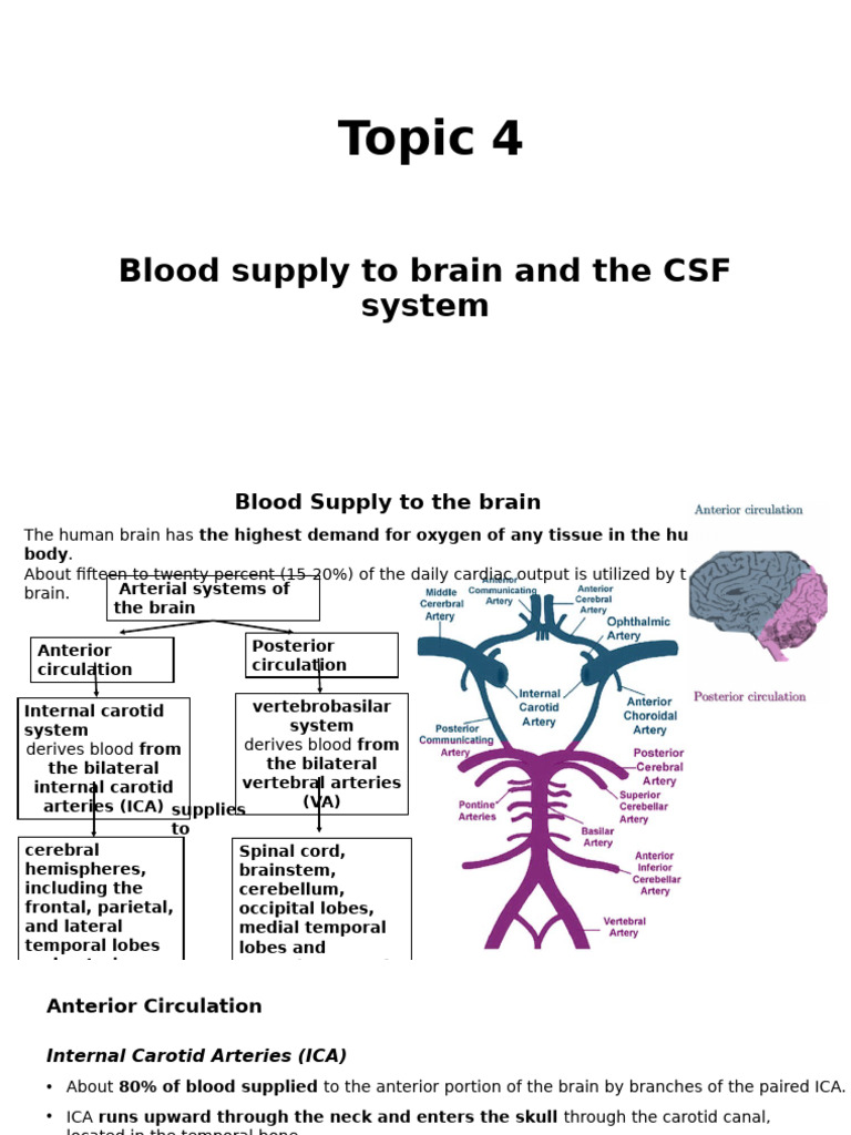 Brain Blood Supply and CSF Overview | PDF | Cerebrum | Vein