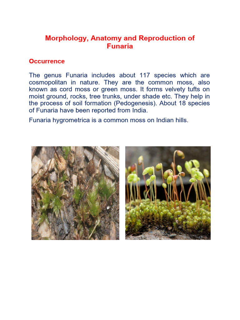 Funaria Moss: Structure and Reproduction | PDF | Leaf | Moss