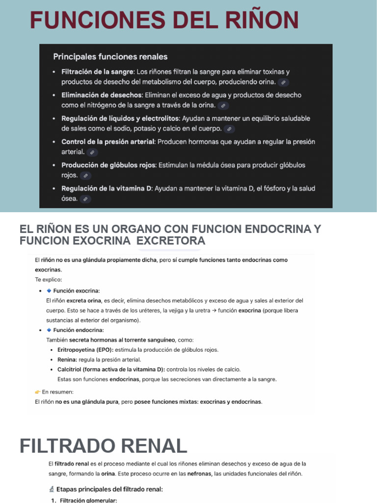 FUNCIONES DEL RIÑON | PDF