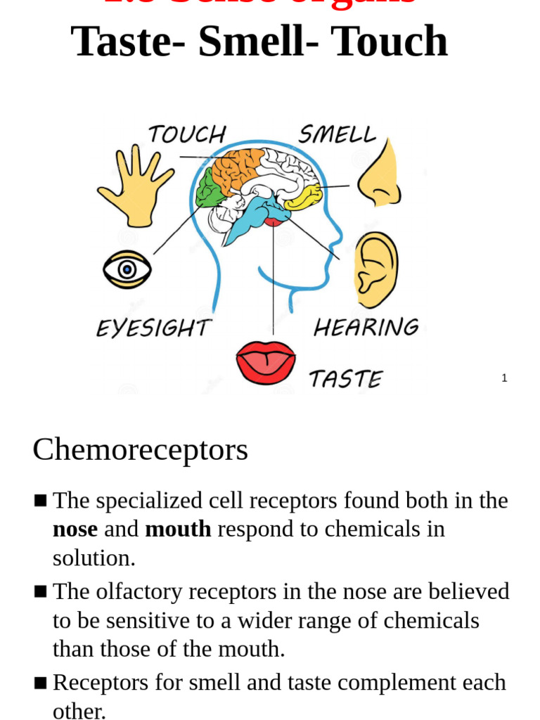 Understanding Human Sense Organs | PDF | Taste | Senses