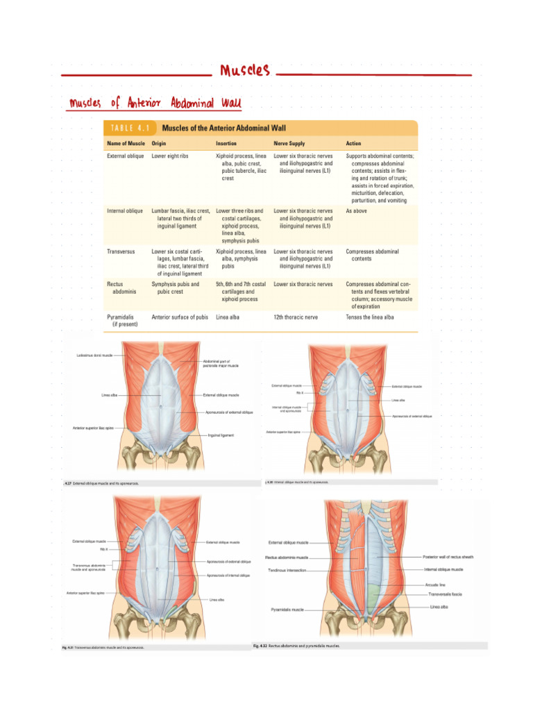 Abdomen and Pelvis Anatomy Notes | PDF