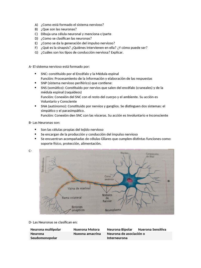Estructura y Función del Sistema Nervioso | PDF | Neurona | Potencial ...