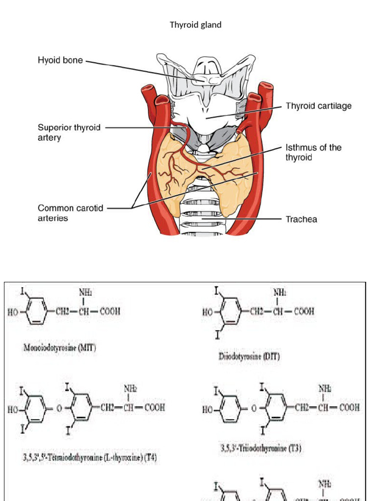 Thyroid | PDF