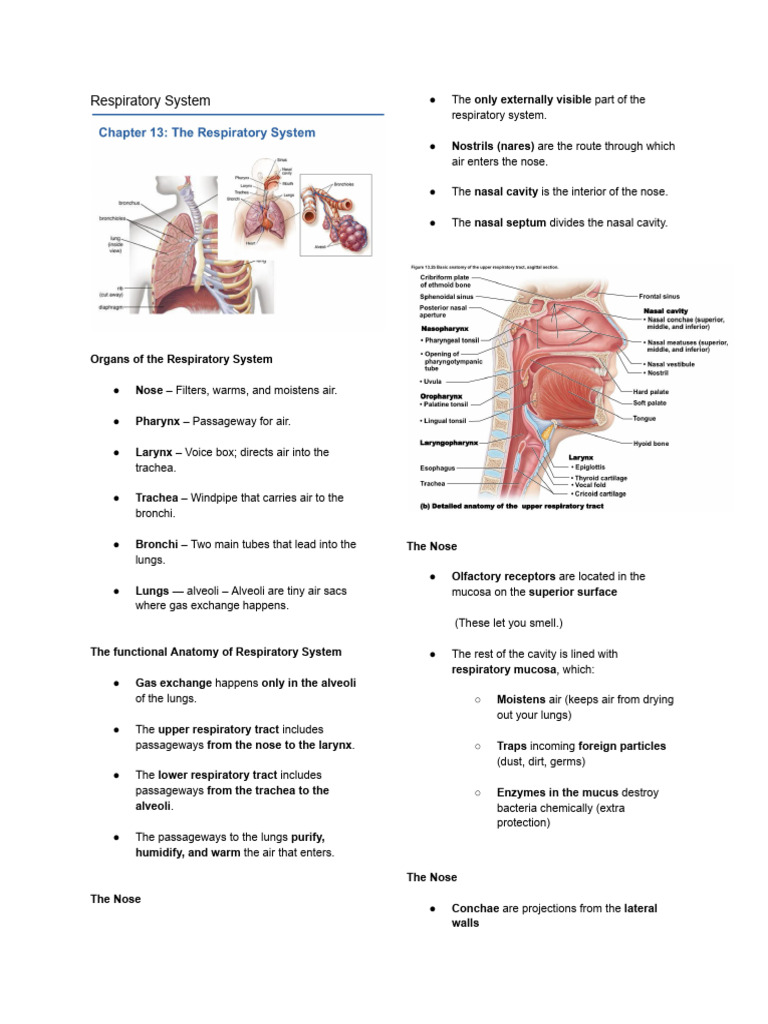 CHAPTER 2016 20RESPIRATORY 20SYSTEM 20STUDY 20GUIDE 20ANSWERS PDF visual data 6