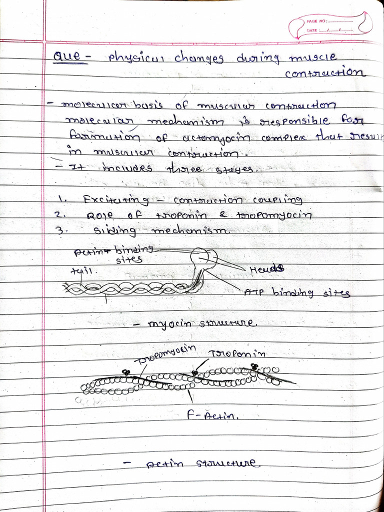 Muscle Contraction ? | PDF