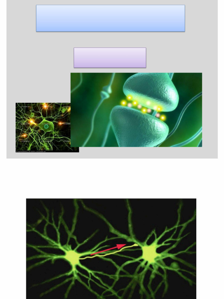 Understanding Synapses: Types & Functions | PDF | Chemical Synapse ...