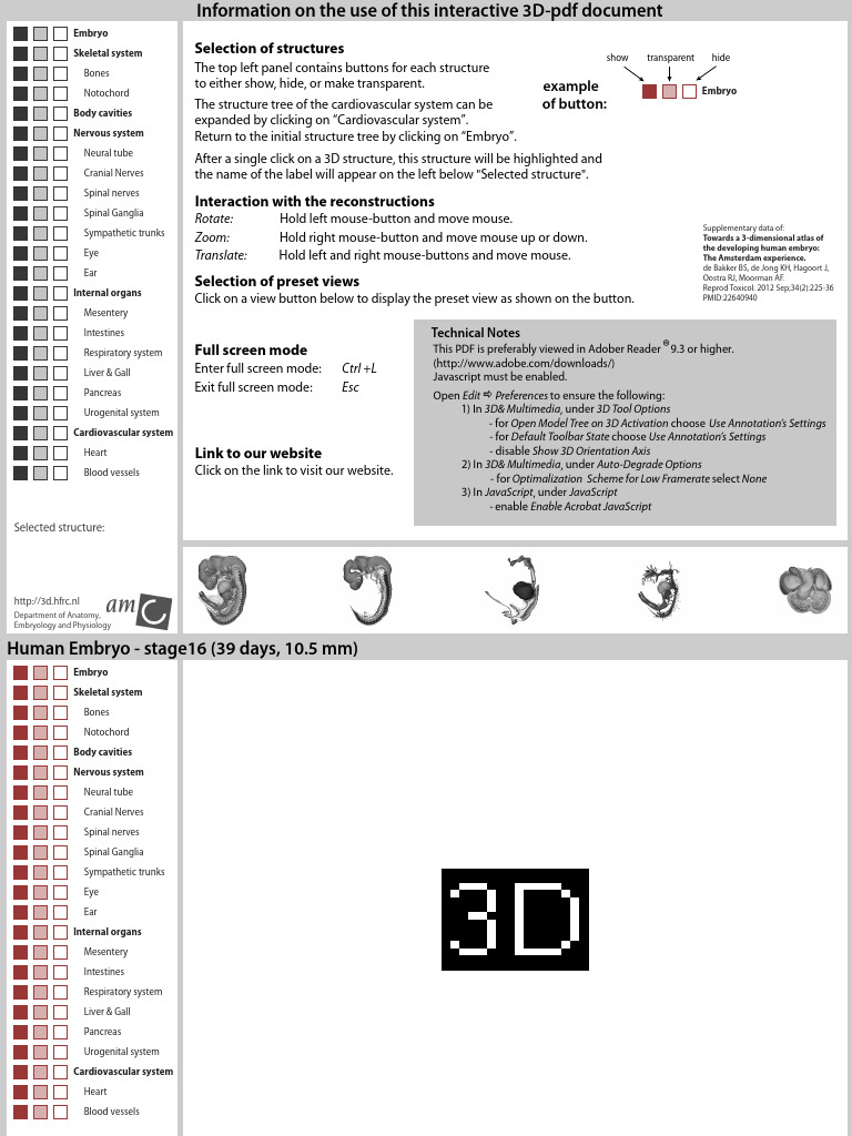 3D Atlas of Human Embryo Development | PDF | Heart | Artery
