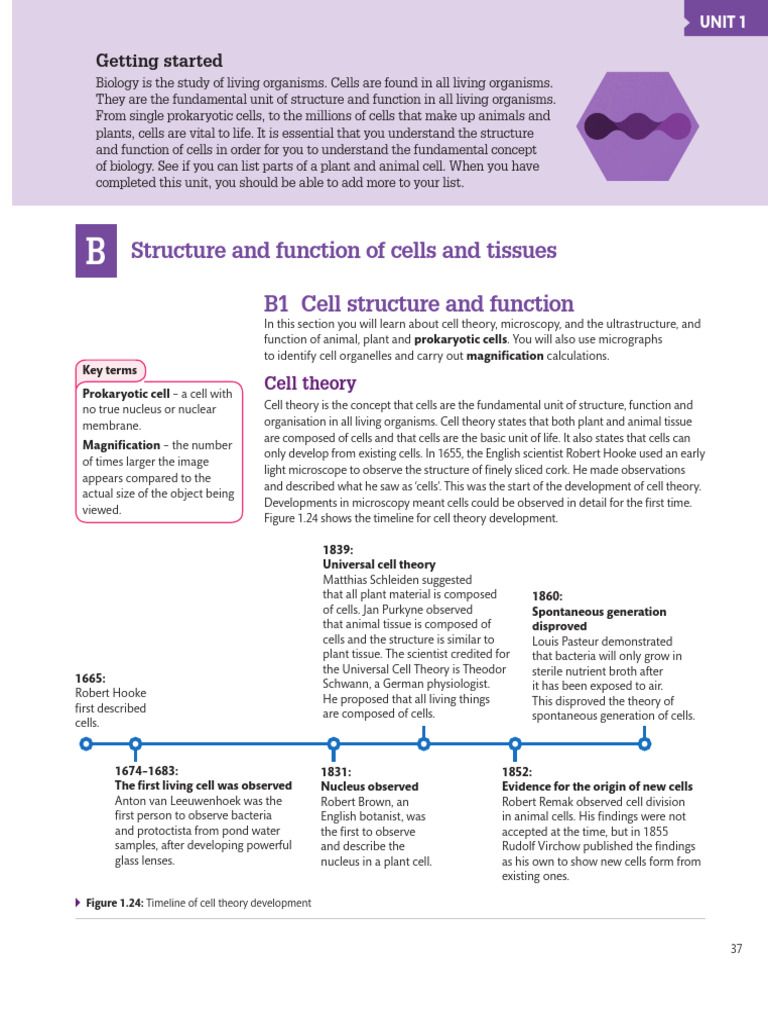 Cell Structure and Microscopy Basics | PDF | Endoplasmic Reticulum ...
