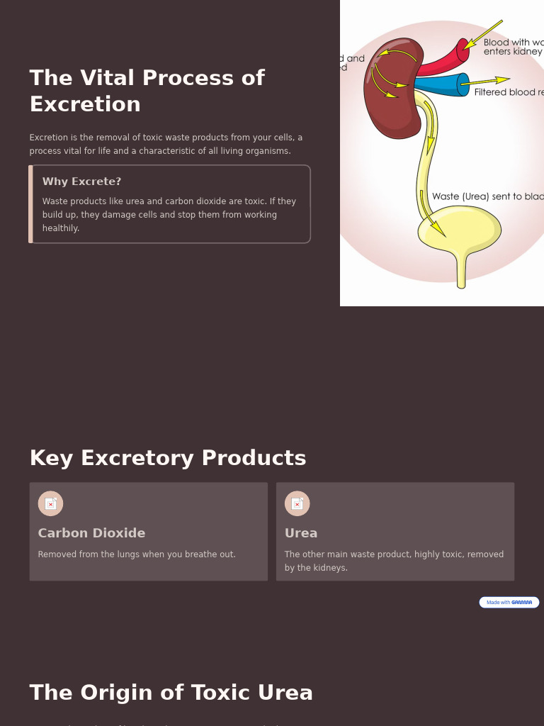 Understanding the Excretory System | PDF | Kidney | Urea