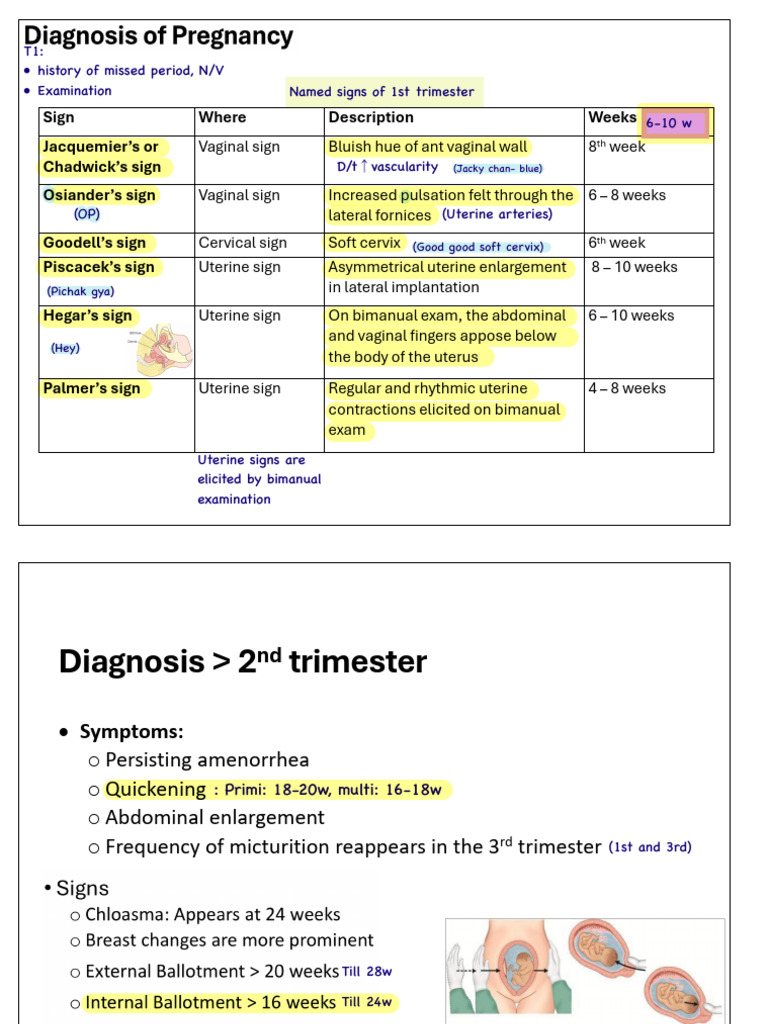 OBS 5 - Basics of Pregnancy and Labor | PDF | Uterus | Pregnancy