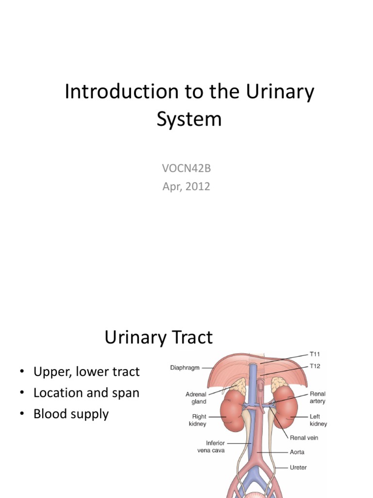 Overview of the Urinary System | PDF | Urinary System | Urinary Bladder