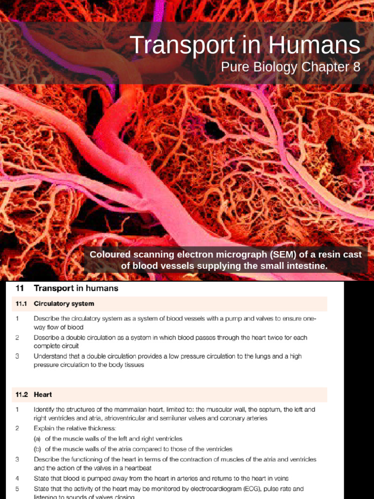 Human Blood Transport System Explained | PDF | Artery | Vein