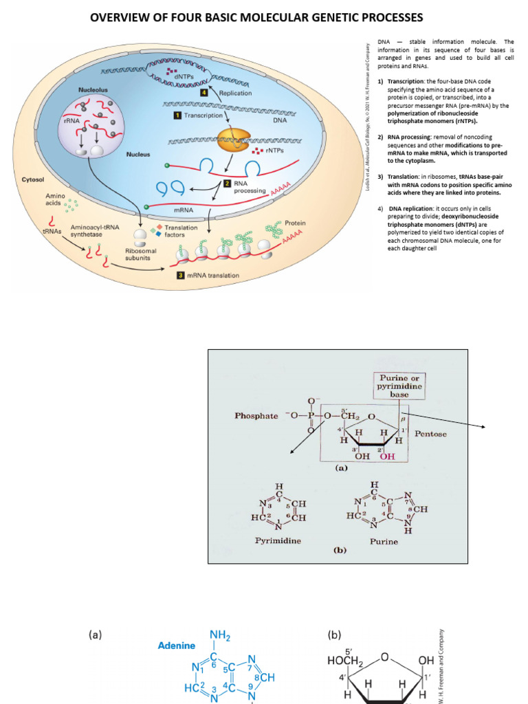 Basic Molecular Genetic Processes Overview | PDF | Histone | Rna