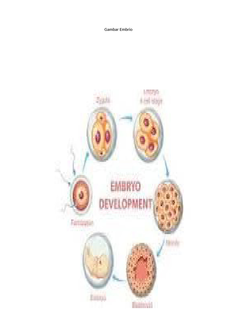 Gambar Embrio 1 | PDF