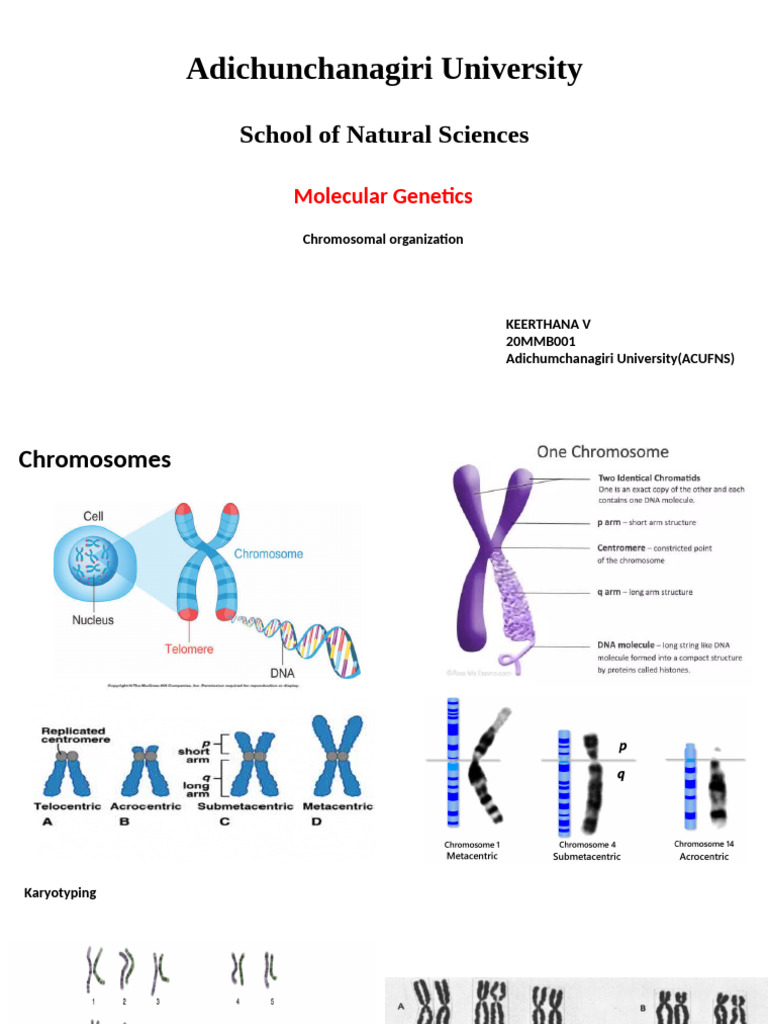 Molecular Genetics PPT | PDF