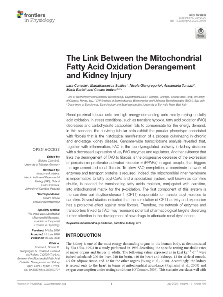 Mitochondrial Fatty Acid Oxidation and Kidney Injury | PDF | Adenosine ...