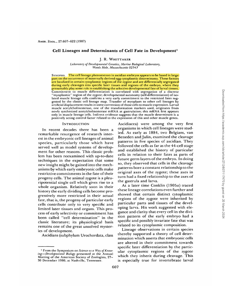 Ascidian Cell Lineages and Fate Determinants | PDF | Embryo | Cellular ...