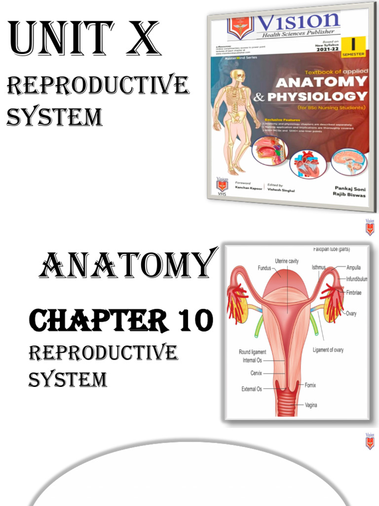 Anatomy of the Reproductive System | PDF | Menstrual Cycle | Ovary
