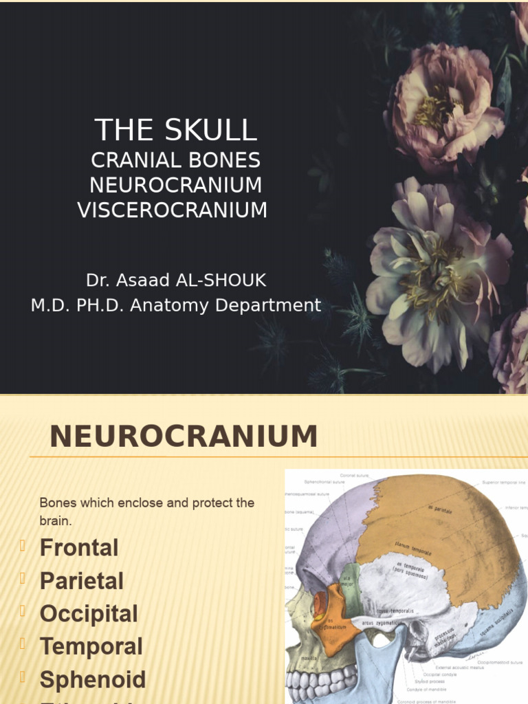 Anatomy of the Skull and Cranial Bones | PDF | Human Anatomy ...