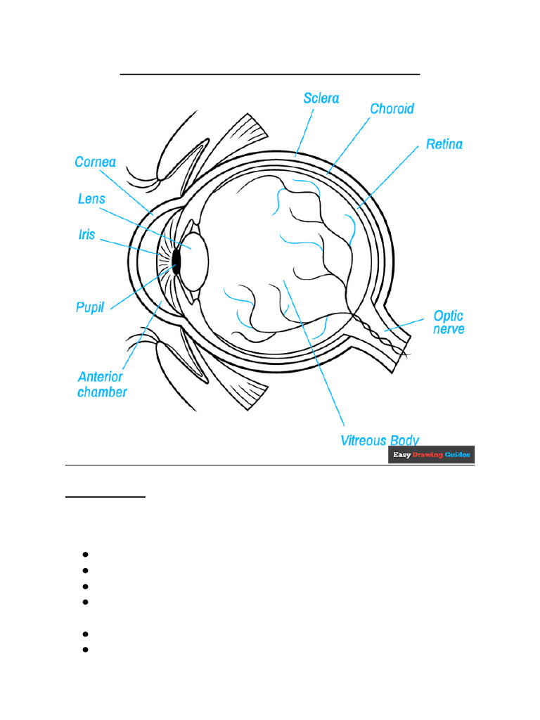 The Human Eye and the Colourful World | PDF | Eye | Human Eye