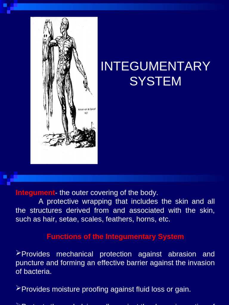 Integumentary System Overview | PDF | Skin | Integumentary System