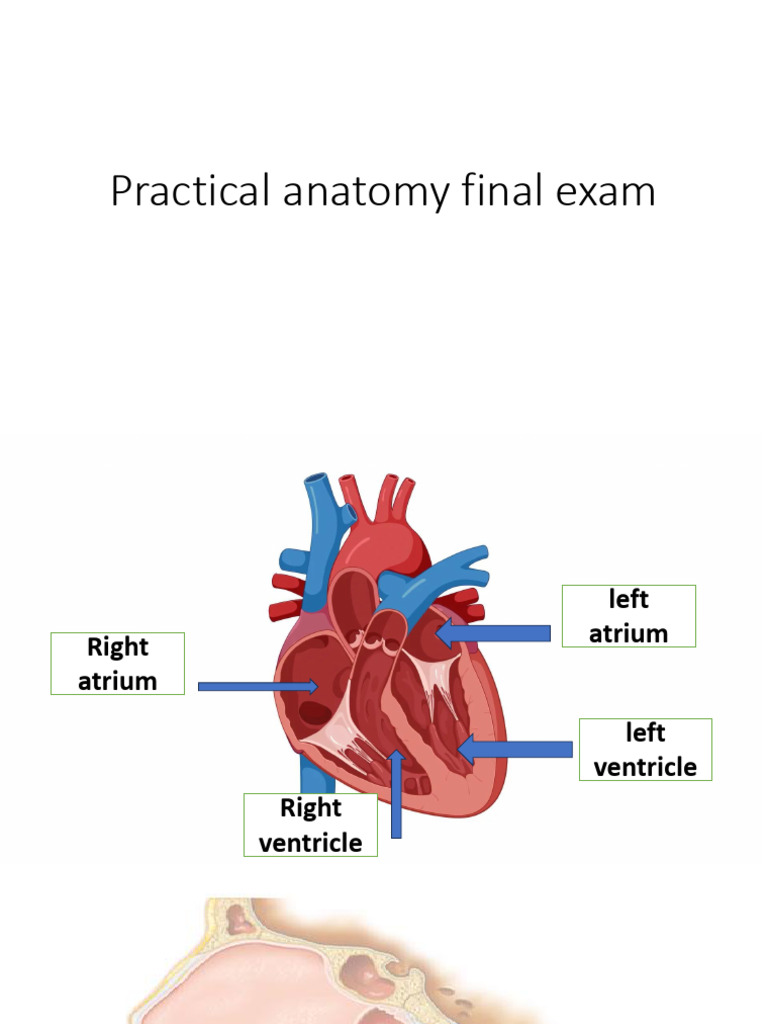 Anatomy Final Exam Study Guide | PDF