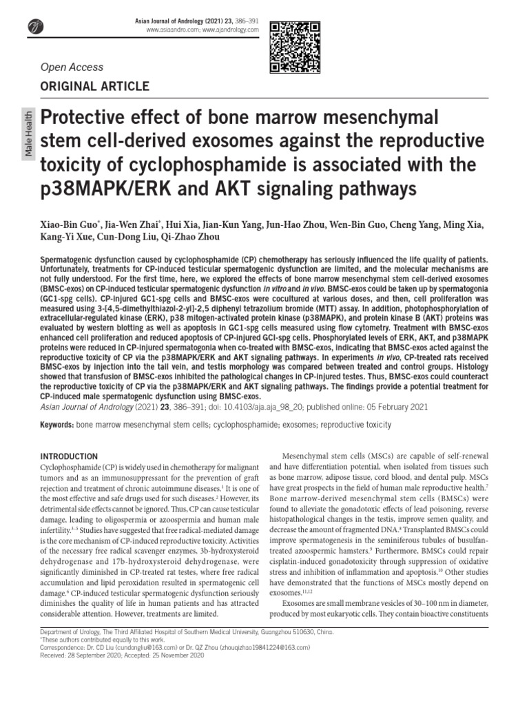 Protective Effect of Bone Marrow Mesenchymal | PDF | Mesenchymal Stem ...