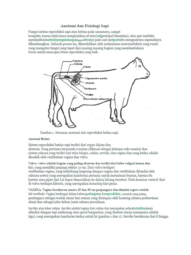 Anatomi Reproduksi Sapi Betina | PDF