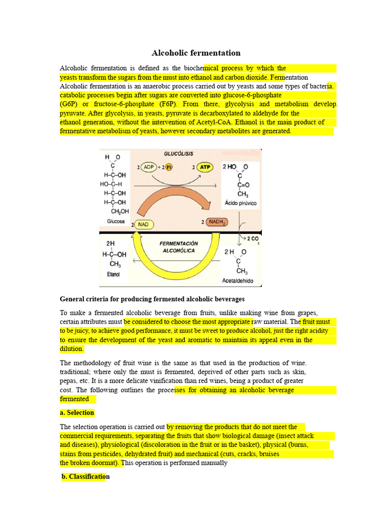 Understanding Alcoholic Fermentation Process | PDF | Fermentation | Yeast