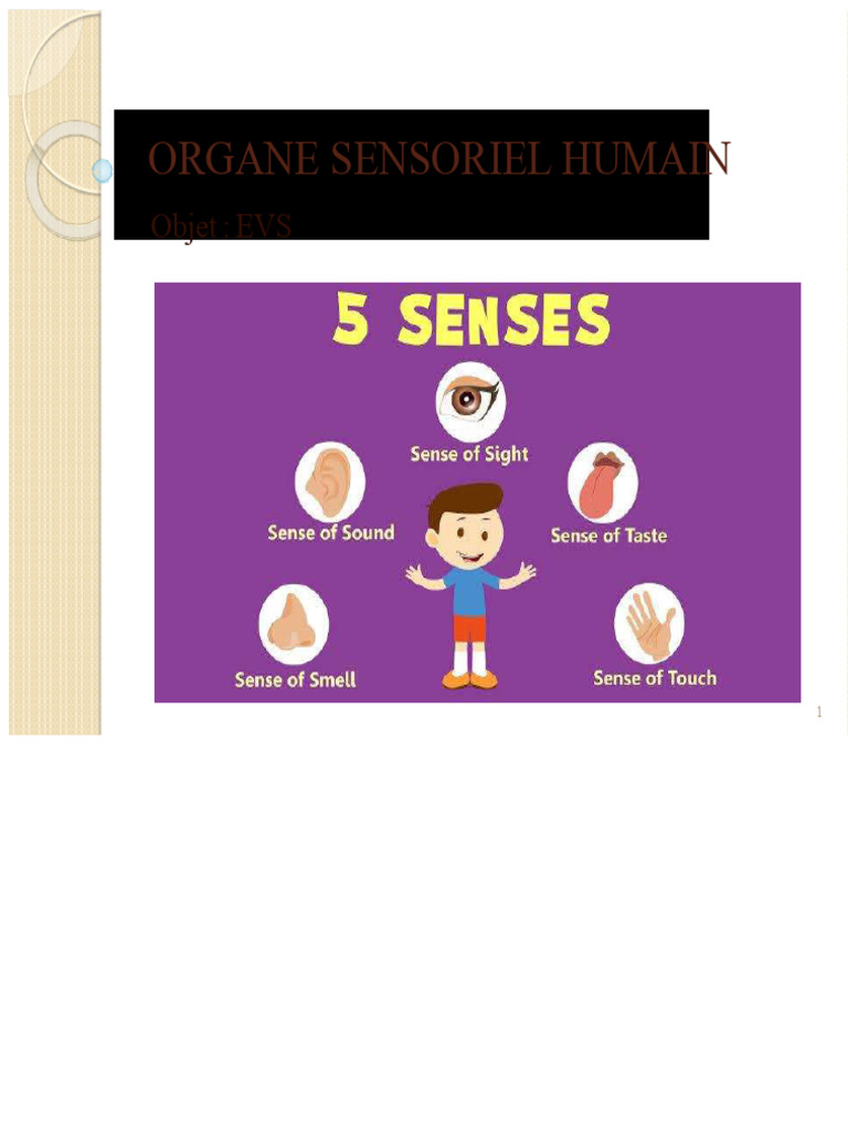 Les cinq organes sensoriels humains | PDF | Sens (physiologie) | la ...