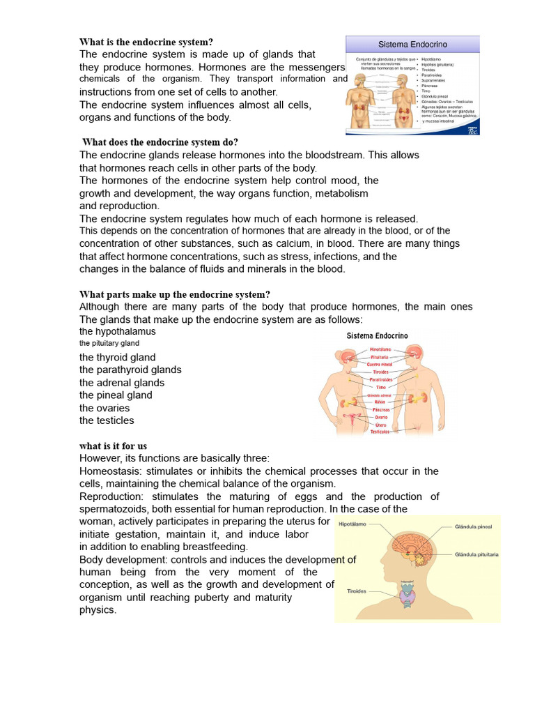 Understanding the Endocrine System | PDF | Endocrine System | Hormone