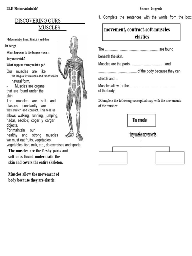 1st Grade Science: Understanding Muscles | PDF | Muscle