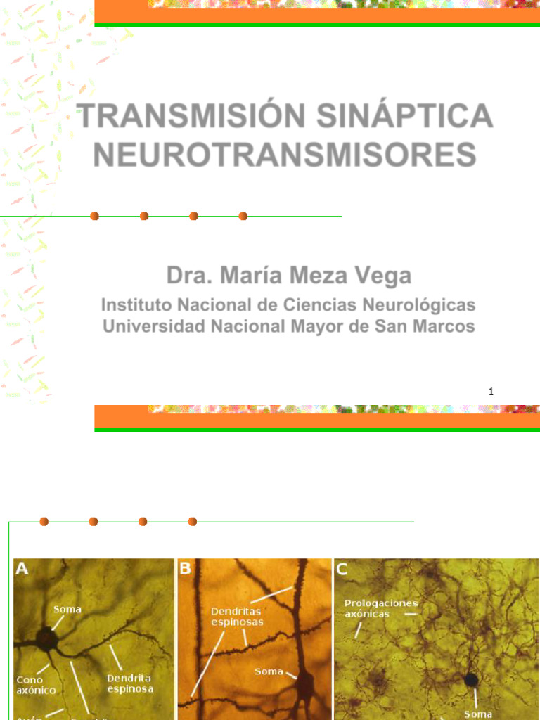 Transmisión Sináptica y Neurotransmisores | PDF | Sinapsis | Sinapsis ...
