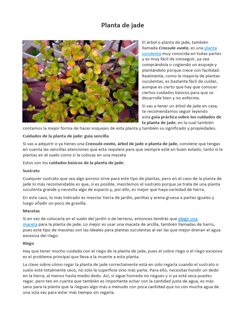 Cuidados esenciales de la planta de jade | PDF | Riego | Fertilizante