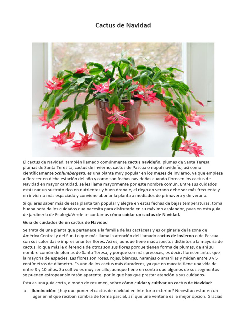 Cuidados del Cactus de Navidad | PDF | Semilla | Tallo de la planta