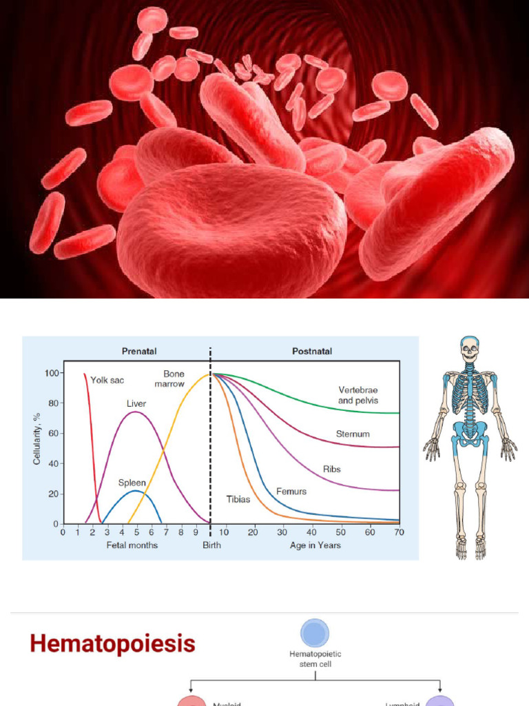 Understanding RBC Disorders and Anemias | PDF | Anemia | Red Blood Cell