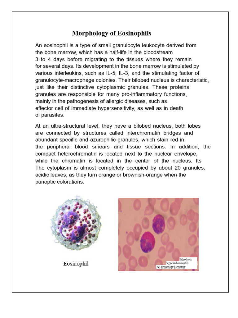 Eosinophil Morphology Explained | PDF