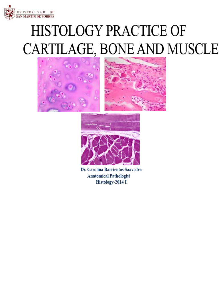 Practice of Histology of Cartilage, Bone and | PDF | Bone | Cartilage