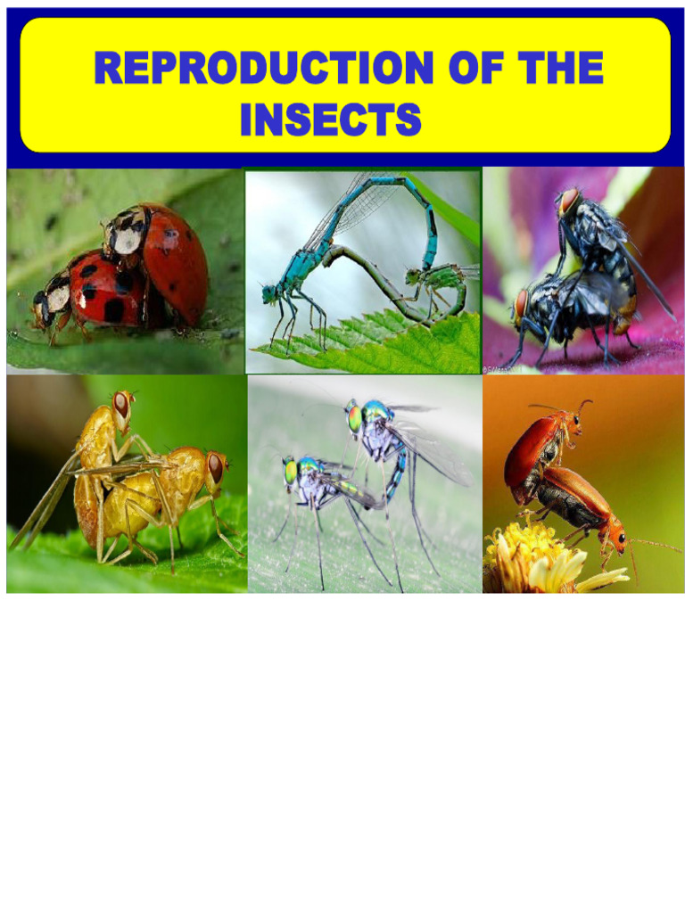 Insect Reproduction and Life Cycle | PDF | Pupa | Insects