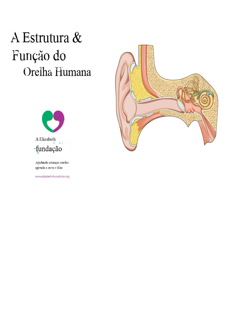 Estrutura e Função da Orelha Humana | PDF | Orelha | Audição