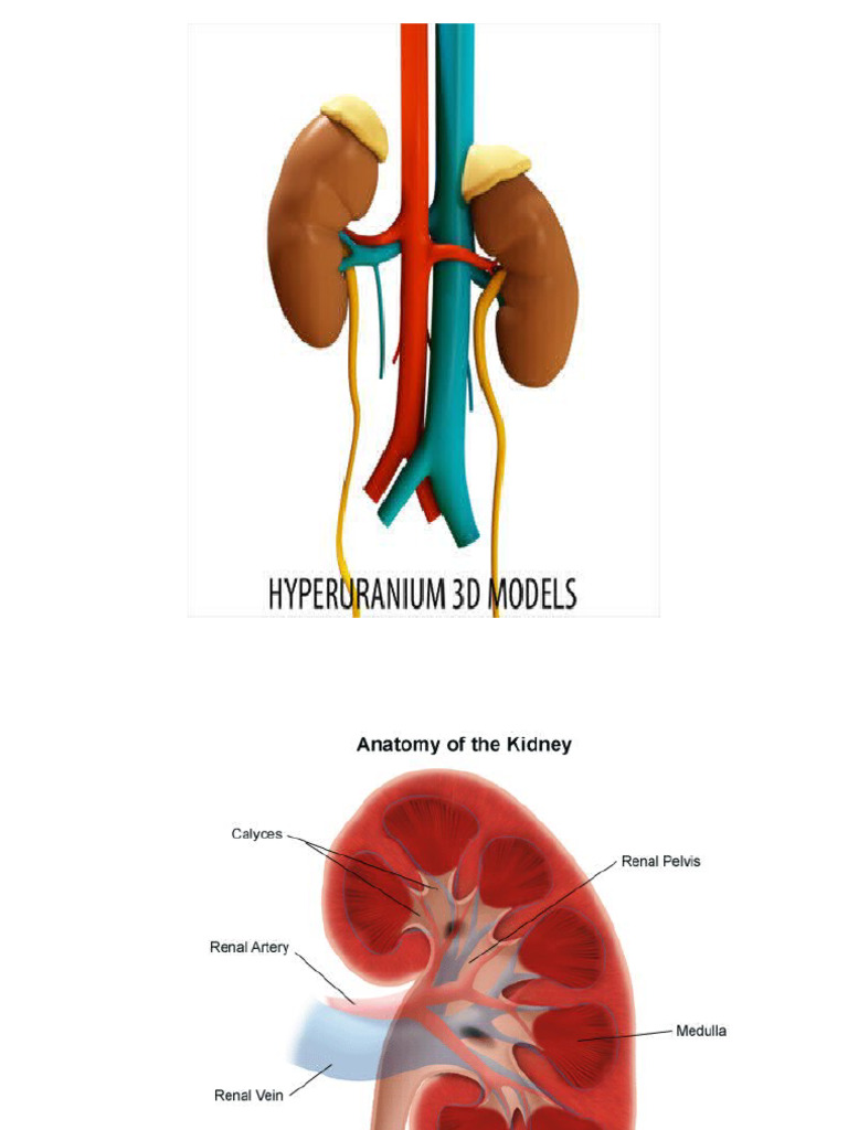 Kidney Function and Urine Analysis Guide | PDF | Creatinine | Urinary ...